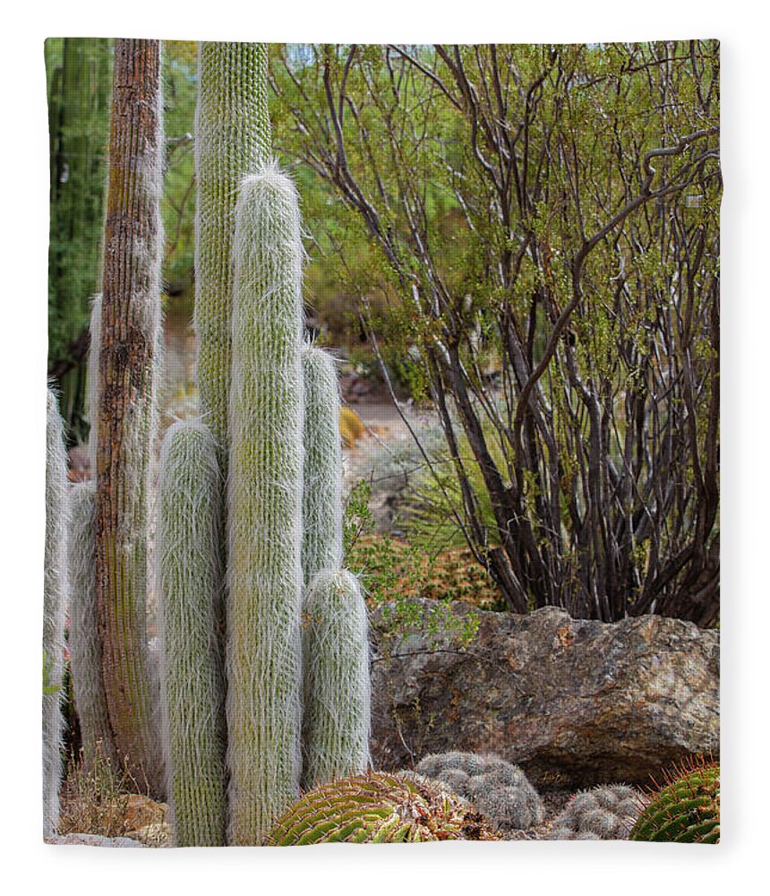 Cacti III - Blanket