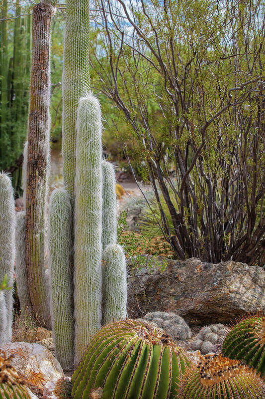 Cacti III - Art Print