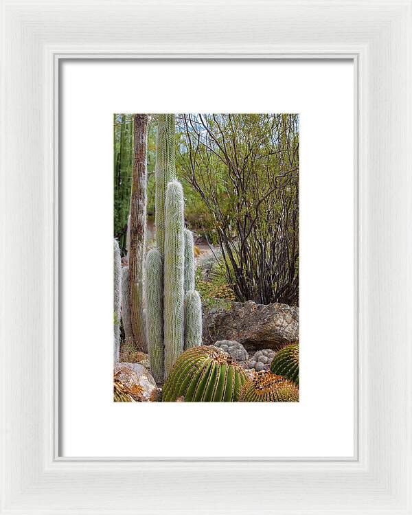 Cacti III - Framed Print