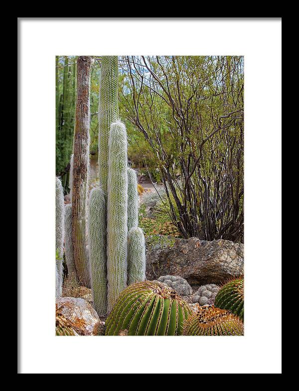 Cacti III - Framed Print