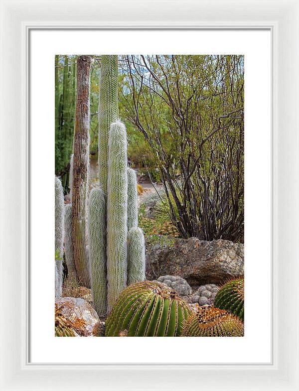 Cacti III - Framed Print