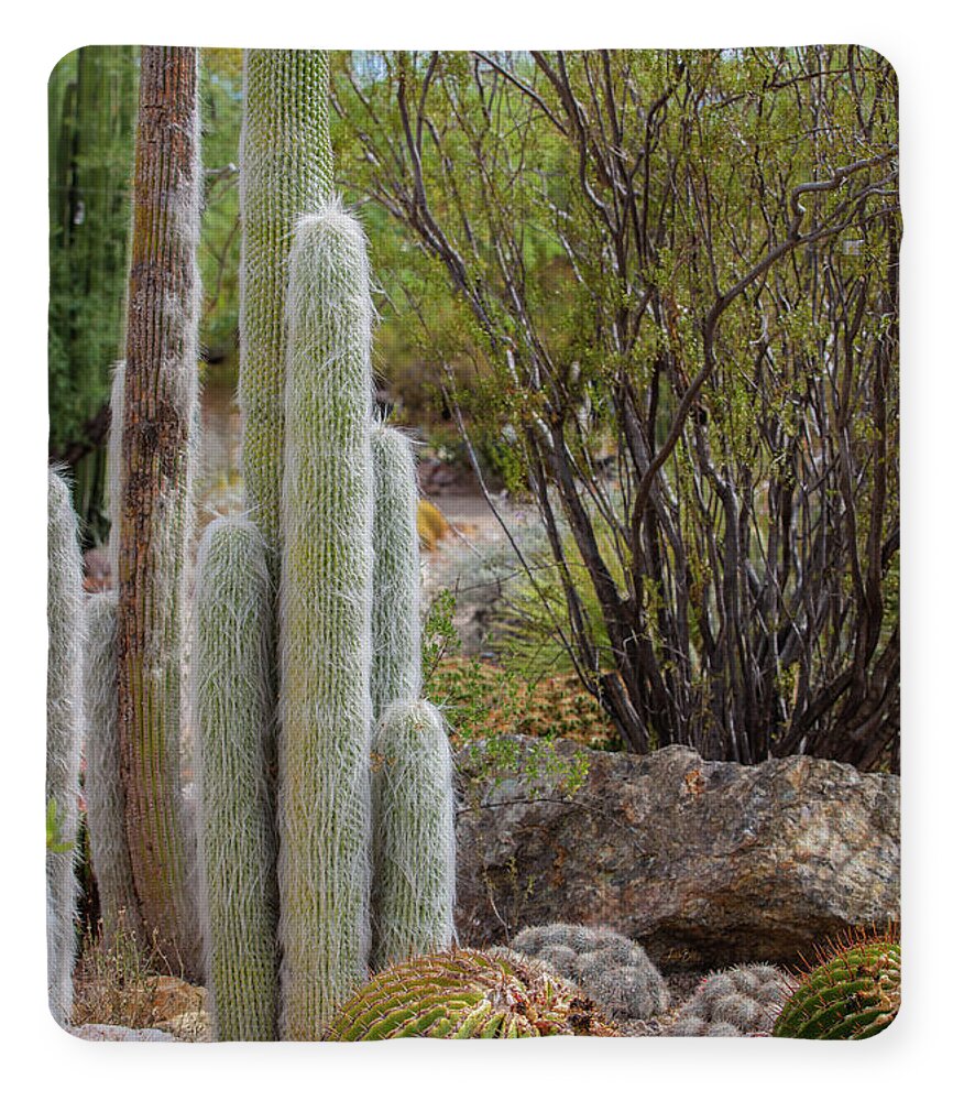 Cacti III - Blanket