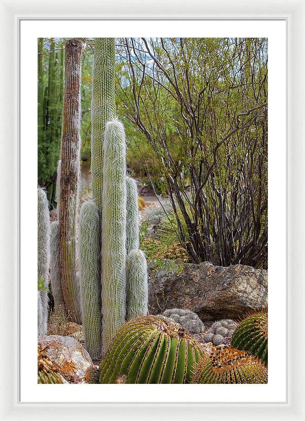 Cacti III - Framed Print