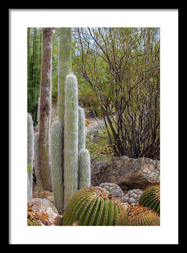 Cacti III - Framed Print