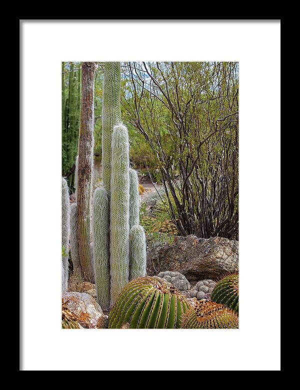 Cacti III - Framed Print