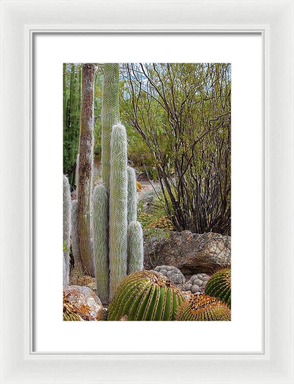 Cacti III - Framed Print