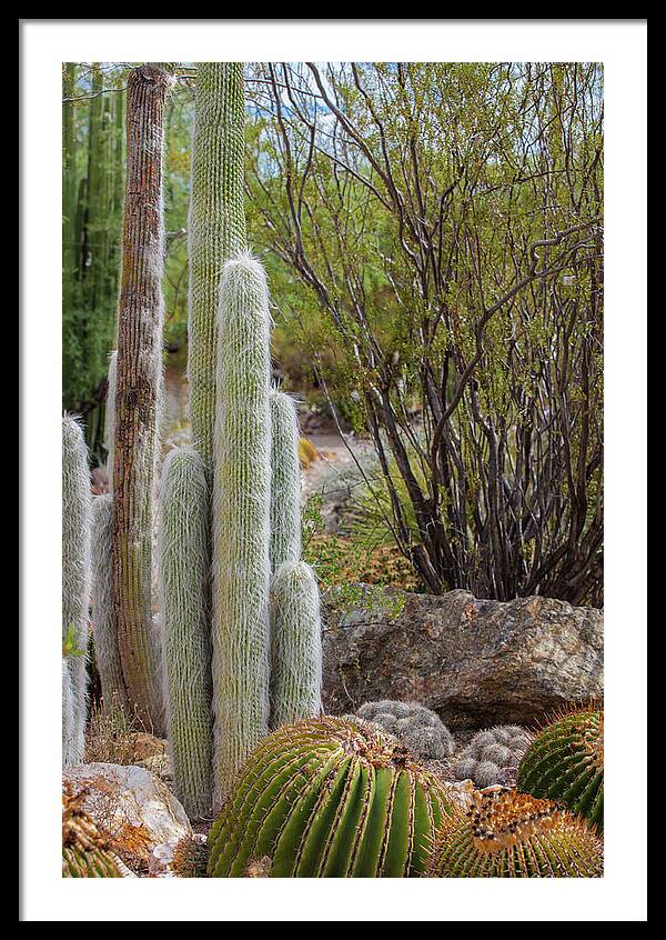 Cacti III - Framed Print