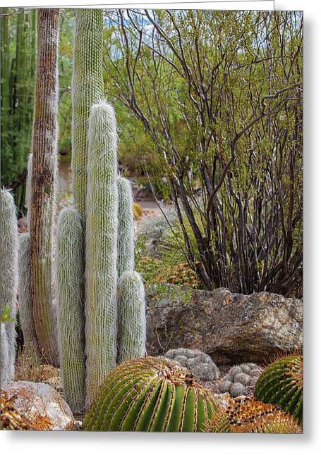 Cacti III - Greeting Card