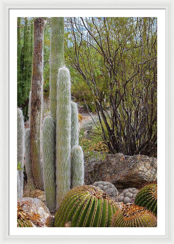 Cacti III - Framed Print