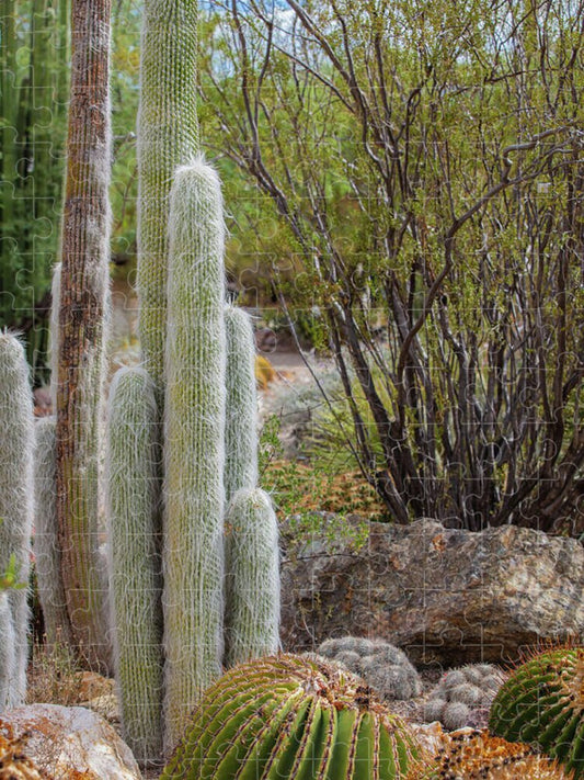 Cacti III - Puzzle