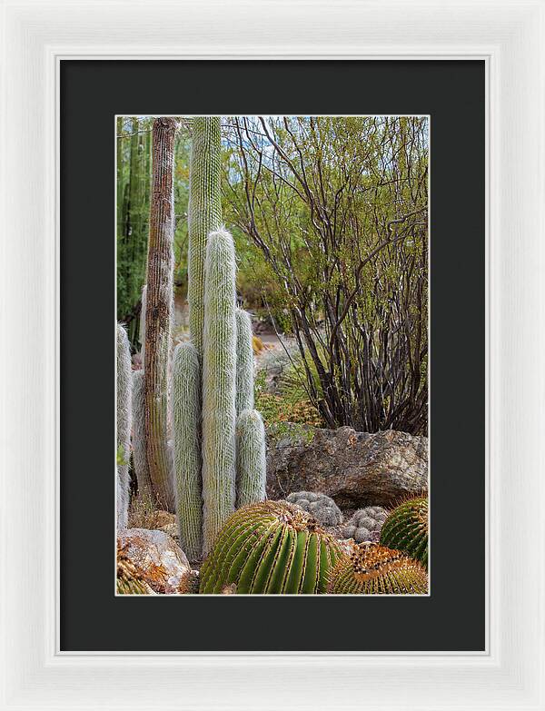 Cacti III - Framed Print