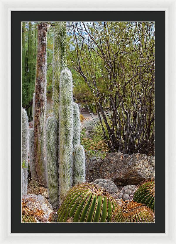 Cacti III - Framed Print