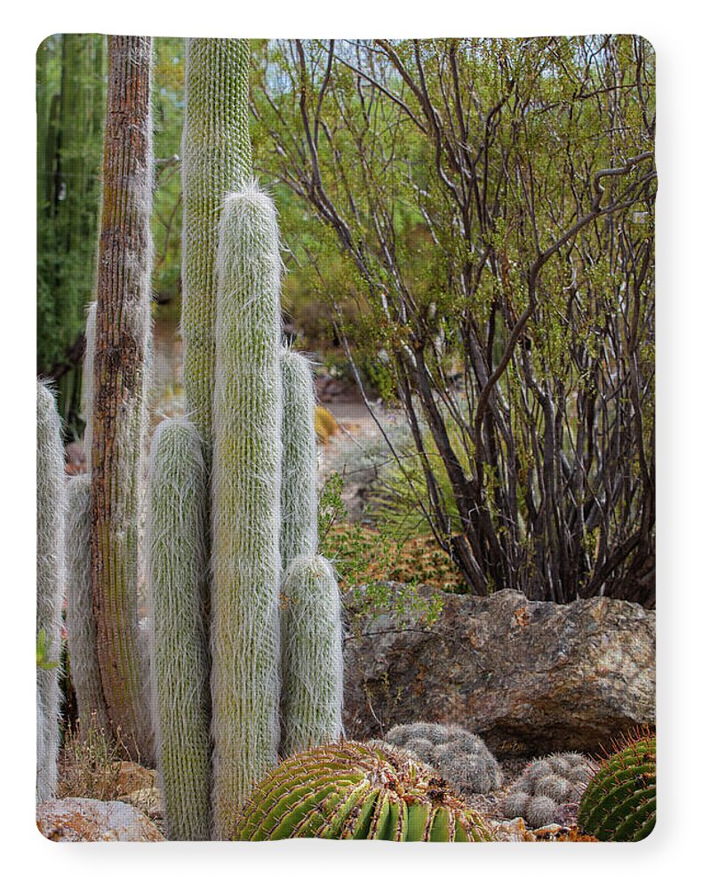 Cacti III - Blanket