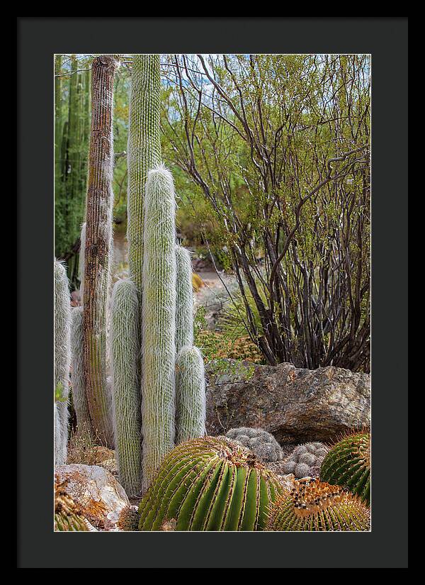 Cacti III - Framed Print