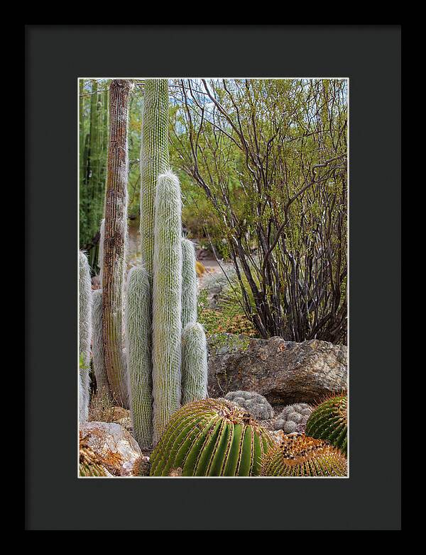 Cacti III - Framed Print