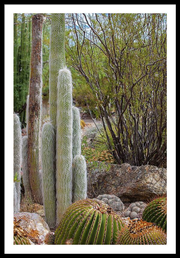 Cacti III - Framed Print