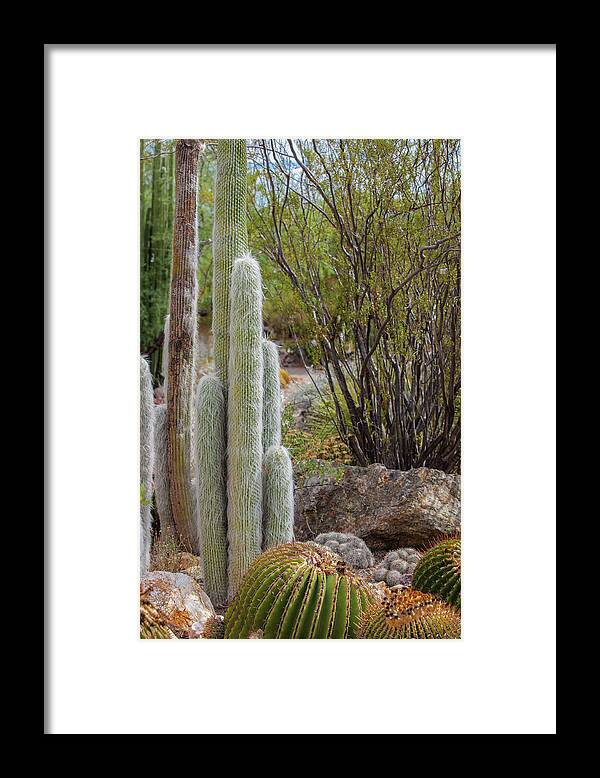Cacti III - Framed Print