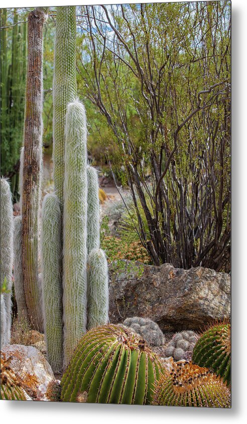 Cacti III - Metal Print