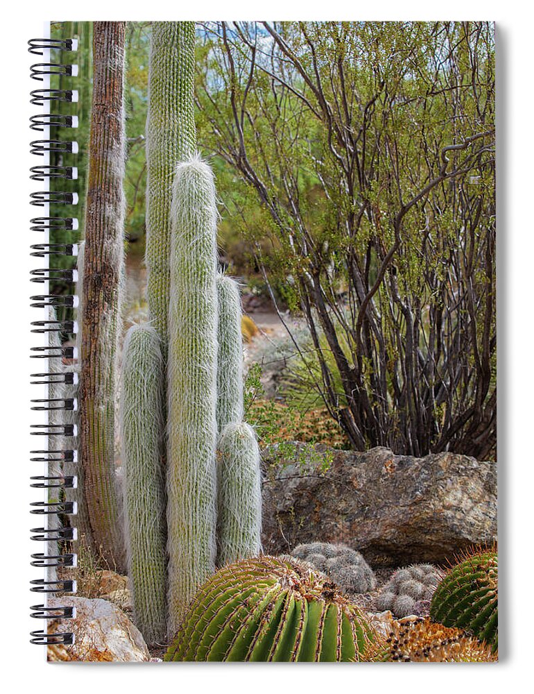 Cacti III - Spiral Notebook