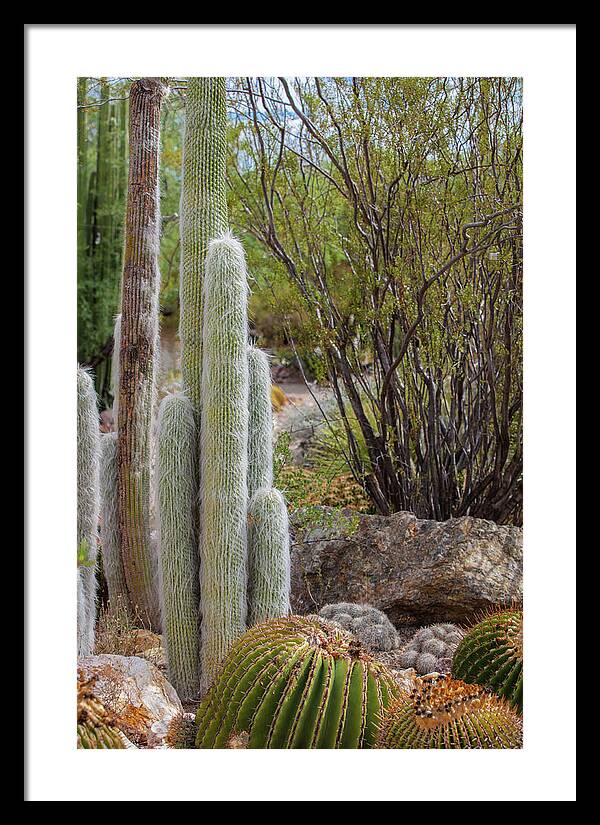 Cacti III - Framed Print