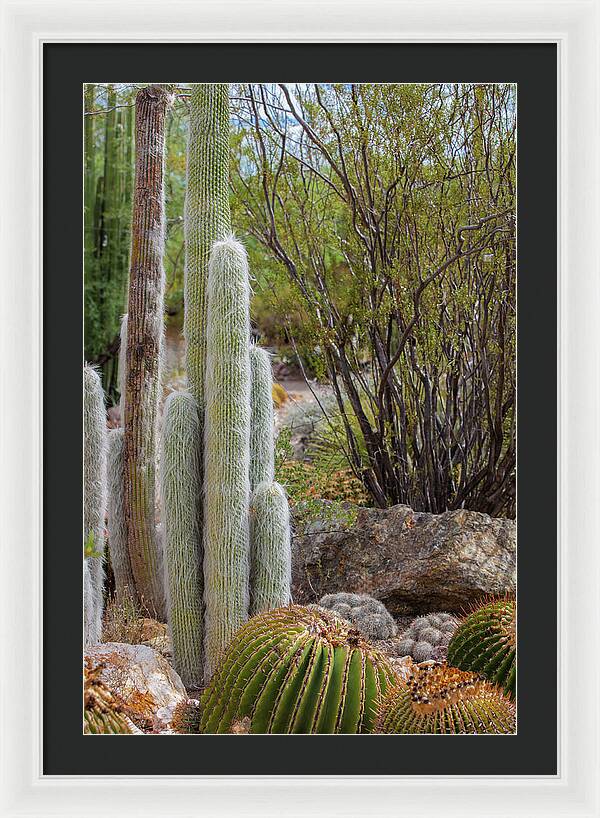 Cacti III - Framed Print