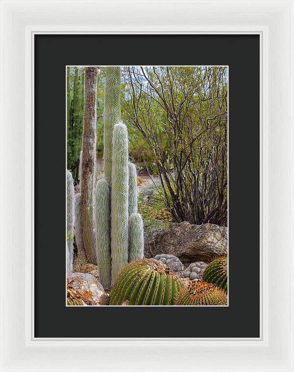 Cacti III - Framed Print