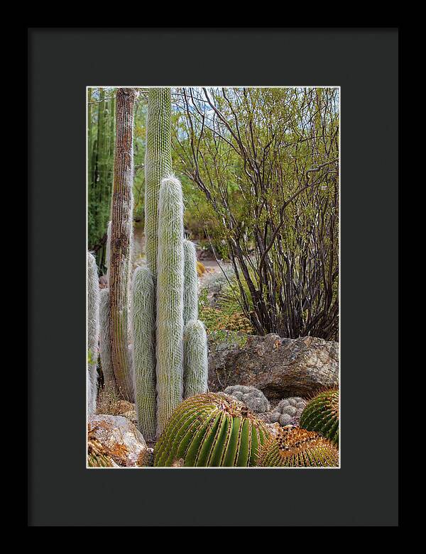 Cacti III - Framed Print