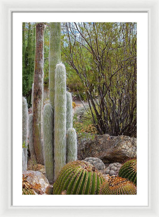 Cacti III - Framed Print