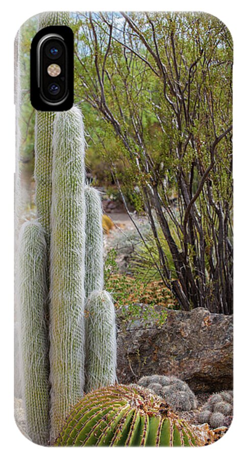 Cacti III - Phone Case