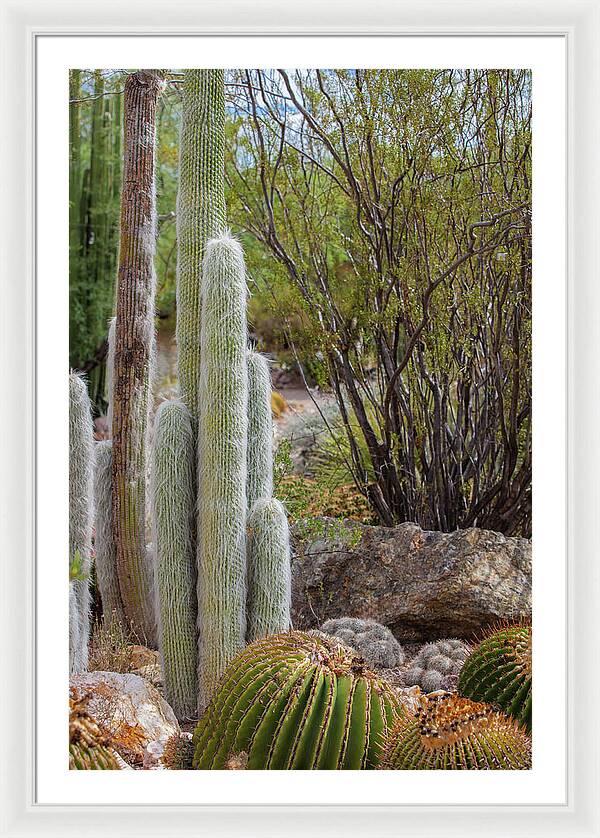 Cacti III - Framed Print
