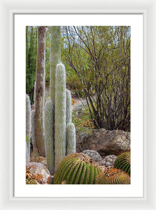 Cacti III - Framed Print