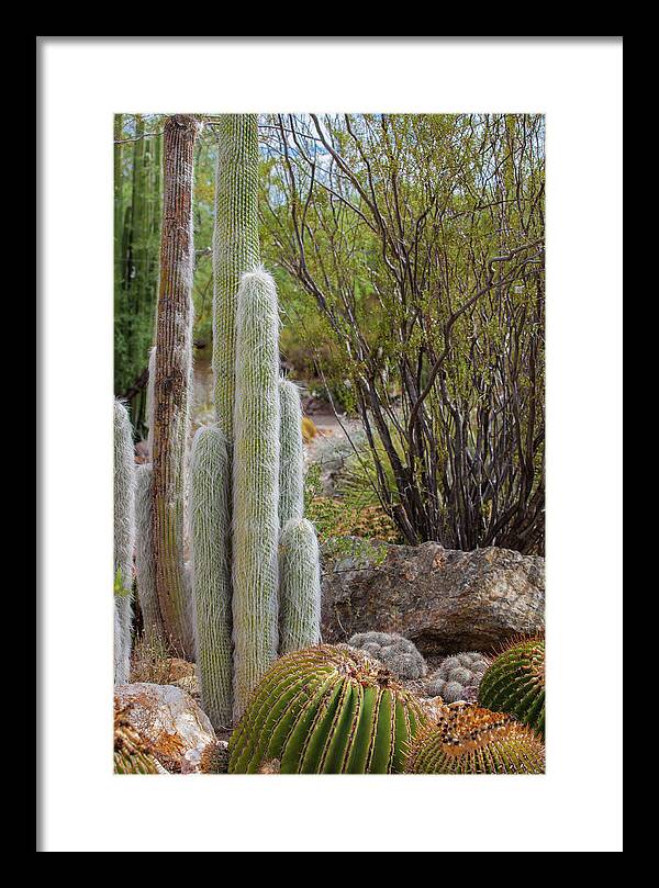 Cacti III - Framed Print