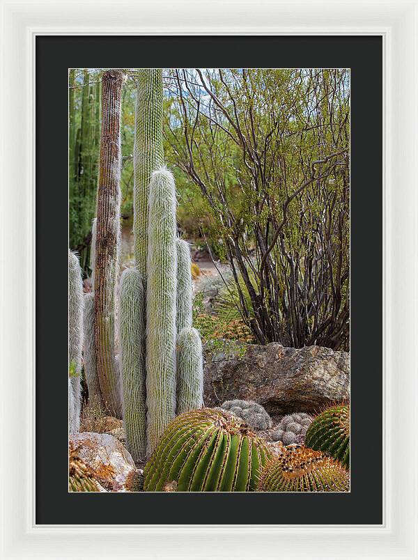 Cacti III - Framed Print