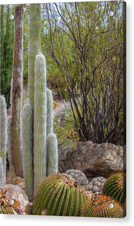 Cacti III - Acrylic Print