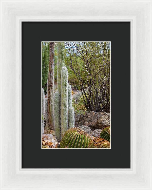 Cacti III - Framed Print