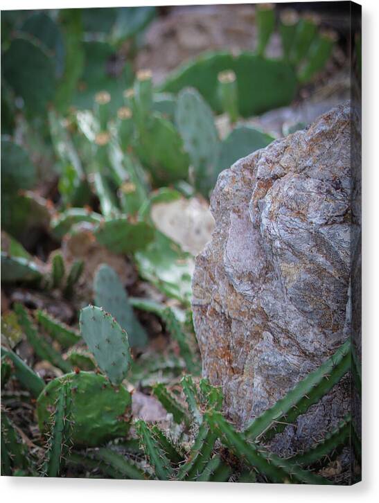 Cacti IV - Canvas Print