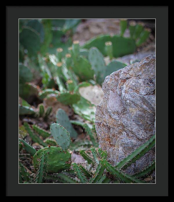 Cacti IV - Framed Print