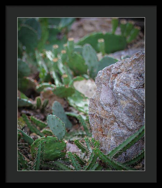 Cacti IV - Framed Print