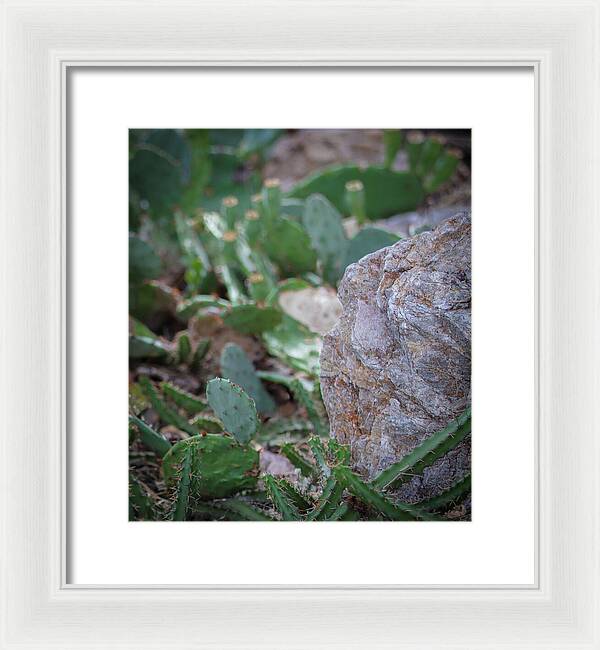 Cacti IV - Framed Print
