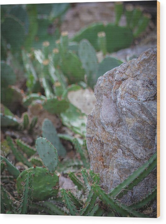 Cacti IV - Wood Print