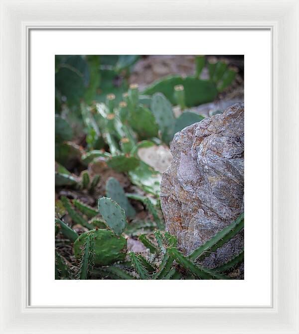 Cacti IV - Framed Print