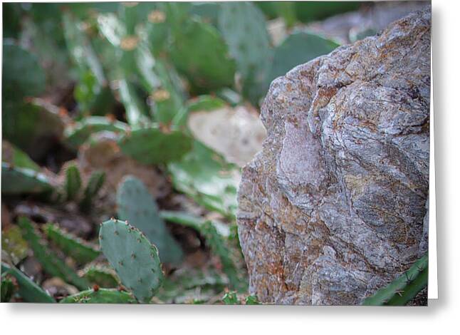 Cacti IV - Greeting Card