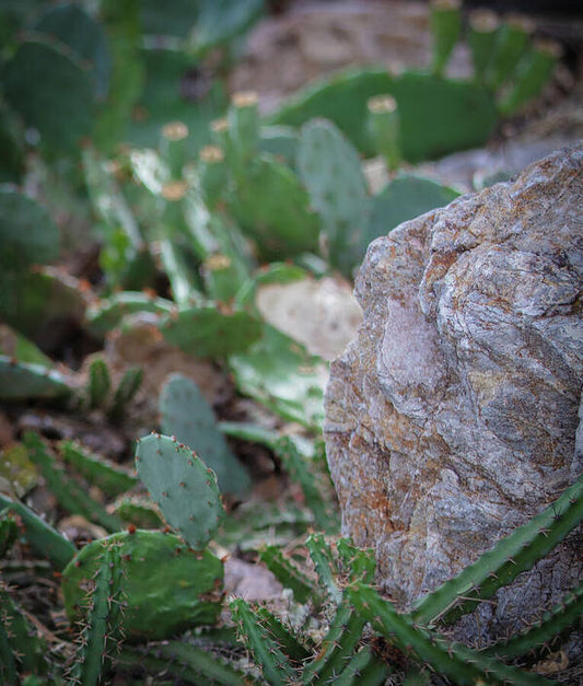 Cacti IV - Art Print