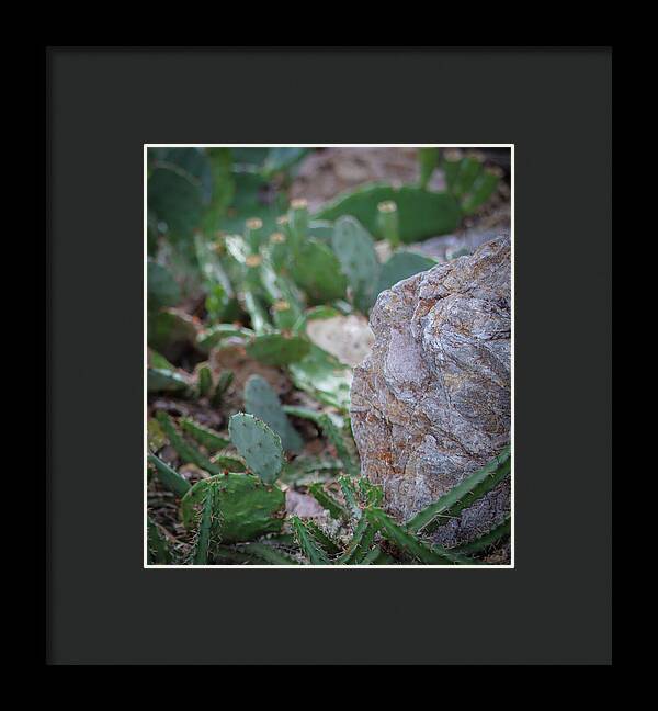 Cacti IV - Framed Print