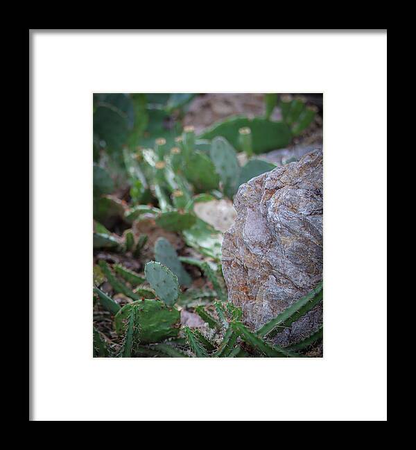Cacti IV - Framed Print