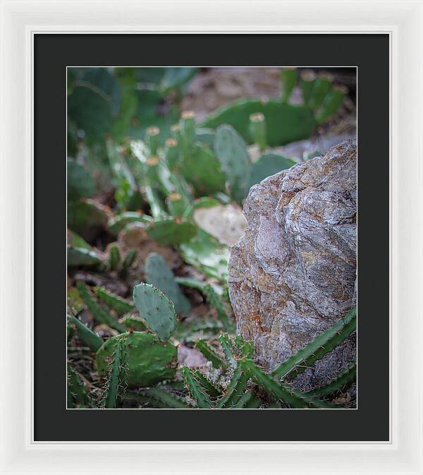 Cacti IV - Framed Print