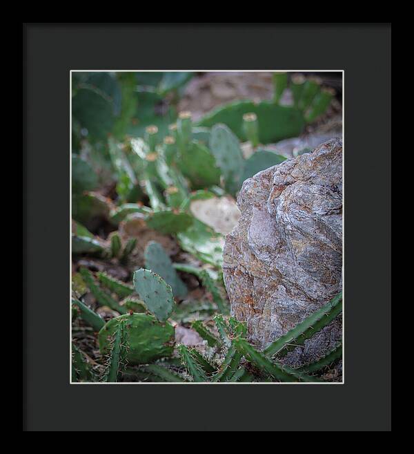 Cacti IV - Framed Print