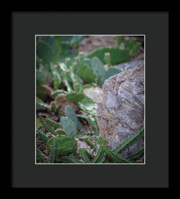 Cacti IV - Framed Print