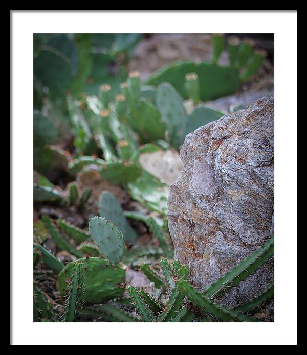 Cacti IV - Framed Print