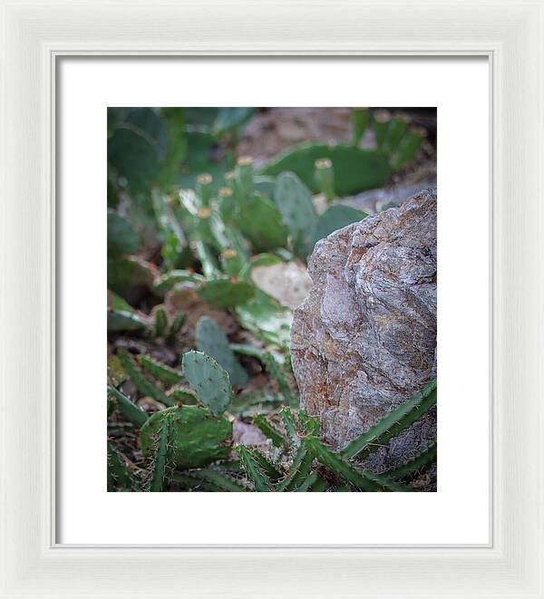 Cacti IV - Framed Print